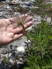 Pulsatilla halleri