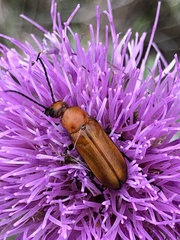 Nemognatha piazata