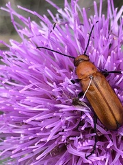 Nemognatha piazata