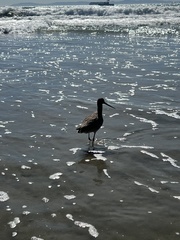 Limosa fedoa