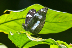 Dismorphia crisia lubina