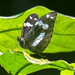 Mariposa Blanca Mimética de Bosque de Costa Rica - Photo (c) steven_bach, algunos derechos reservados (CC BY-NC-SA), subido por steven_bach