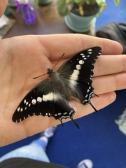 Charaxes achaemenes achaemenes