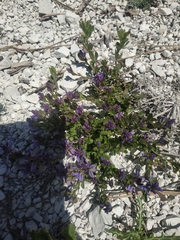 Polygala supina supina