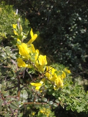 Chamaecytisus ruthenicus