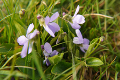 Viola hirta