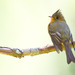 Tufted Flycatcher - Photo (c) Paul Cools, some rights reserved (CC BY-NC), uploaded by Paul Cools
