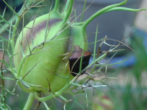 Nigella pentatomid