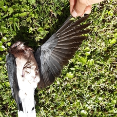 Streptopelia senegalensis senegalensis
