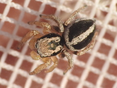Habronattus virgulatus