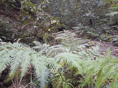Pteris dentata