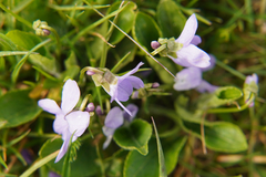 Viola hirta