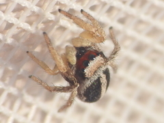 Habronattus virgulatus