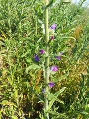 Echium vulgare