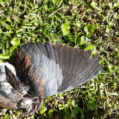 Streptopelia senegalensis senegalensis