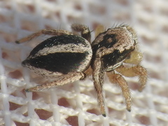 Habronattus virgulatus