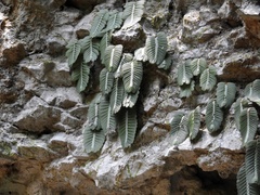 Elatostema salvinioides