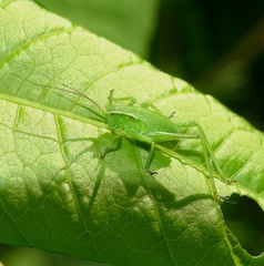 Isophya camptoxypha