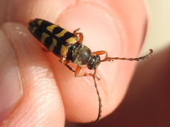 Typocerus sinuatus