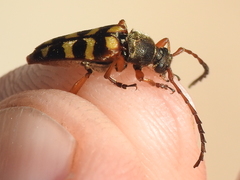Typocerus sinuatus