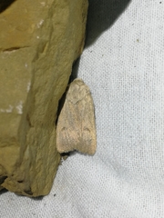 Agrotis turatii