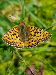 Boloria aquilonaris
