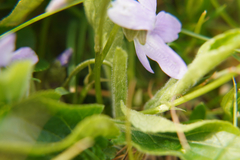 Viola hirta