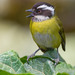 Bush-Tanagers - Photo (c) Paul Cools, some rights reserved (CC BY-NC), uploaded by Paul Cools