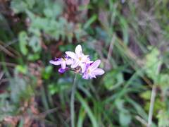 Tulbaghia maritima
