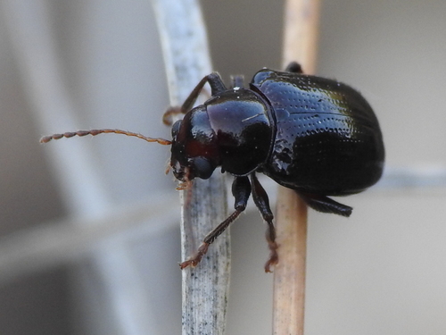 Metachroma suturale