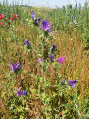 Echium vulgare