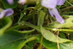 Viola hirta