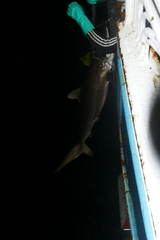 Carcharhinus falciformis