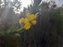 Liparia hirsuta