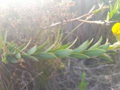 Liparia hirsuta