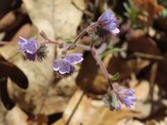 Phacelia breweri