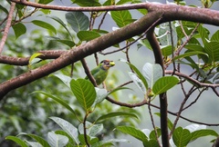 Psilopogon franklinii