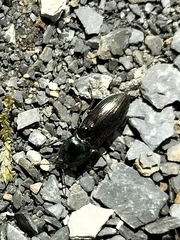 Selatosomus aeneus