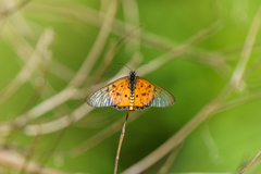 Acraea neobule