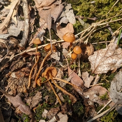 Galerina fallax