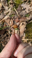 Galerina fallax