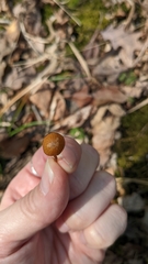 Galerina fallax