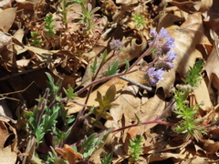 Phacelia breweri