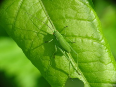 Isophya camptoxypha