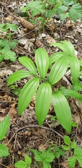 Maianthemum racemosum