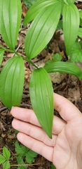 Maianthemum racemosum