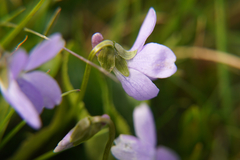 Viola hirta