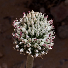 Allium artemisietorum