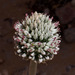 Allium artemisietorum - Photo (c) Ron Frumkin, algunos derechos reservados (CC BY-NC), subido por Ron Frumkin