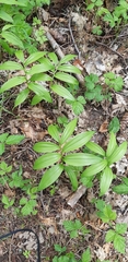 Maianthemum racemosum